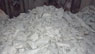 Donec ultricies porta sodales